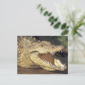 Carte Postale Afrique, Afrique du Sud Crocodile du Nil (Debout devant)