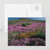 Carte Postale Afrique, Afrique du Sud, Namaqualand, Orange et (Devant / Derrière)