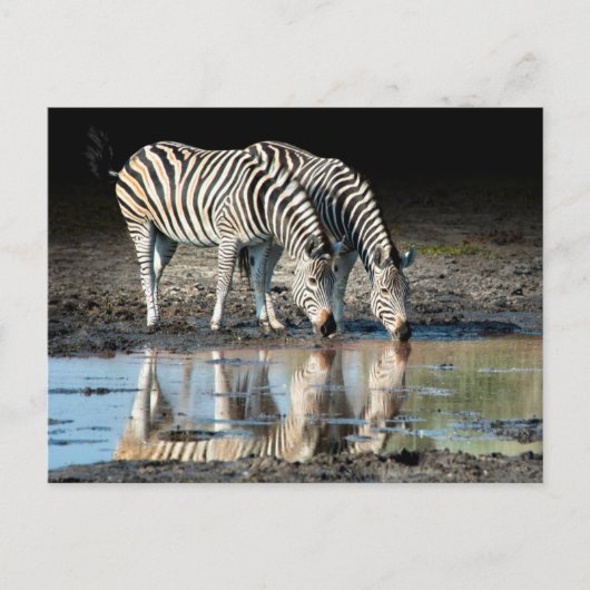 Carte Postale Afrique, Botswana, delta de l'Okavango, camp de Da (Devant)
