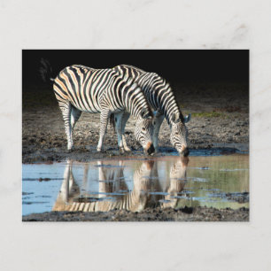 Carte Postale Afrique, Botswana, delta de l'Okavango, camp de Da
