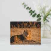 Carte Postale Afrique, Botswana, delta de l'Okavango. Lion (Pant (Debout devant)