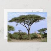 Carte Postale Afrique, Botswana, delta de l'Okavango. Sud (Devant / Derrière)