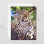 Carte Postale Afrique, Botswana, delta de l'Okvango, léopard sau (Devant / Derrière)