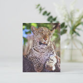 Carte Postale Afrique, Botswana, delta de l'Okvango, léopard sau (Debout devant)