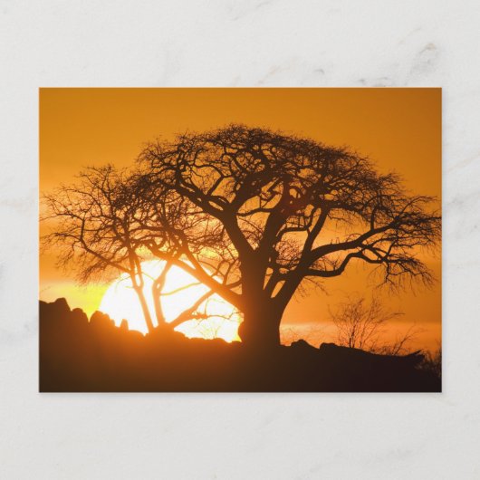 Carte Postale Afrique, Botswana, Mise en place de silhouettes de (Devant)