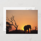 Carte Postale Afrique, Botswana, Parc national de Chobe, Cadre (Devant / Derrière)