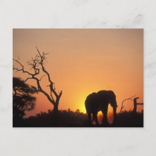 Carte Postale Afrique, Botswana, Parc national de Chobe, Décor
