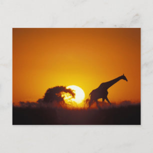 Carte Postale Afrique, Botswana, Parc national de Chobe, Girafe 