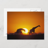 Carte Postale Afrique, Botswana, Parc national de Chobe, Giraffe (Devant / Derrière)