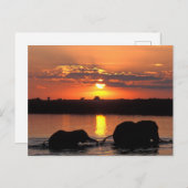 Carte Postale Afrique, Botswana, Parc national de Chobe, Herd (Devant / Derrière)