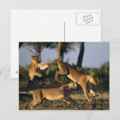 Carte Postale Afrique, Botswana, Parc national de Chobe, Lioness (Devant / Derrière)