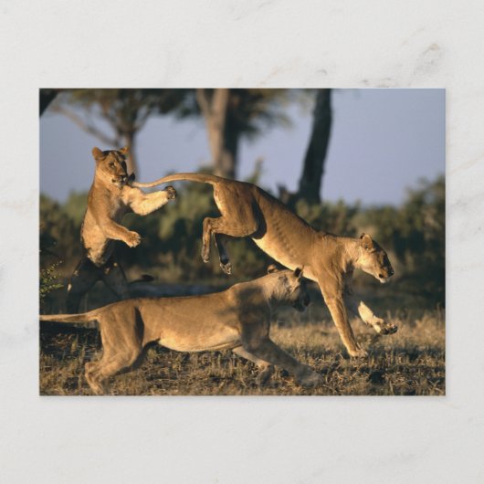 Carte Postale Afrique, Botswana, Parc national de Chobe, Lioness (Devant)