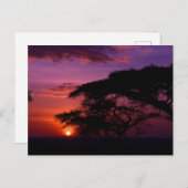 Carte Postale AFRIQUE : Coucher de soleil du Serengeti (Devant / Derrière)