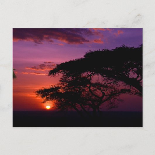 Carte Postale AFRIQUE : Coucher de soleil du Serengeti (Devant)
