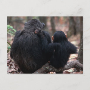 Carte Postale Afrique de l'Est, Tanzanie
