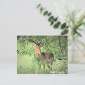 Carte Postale Afrique de l'Impala rouge (Debout devant)