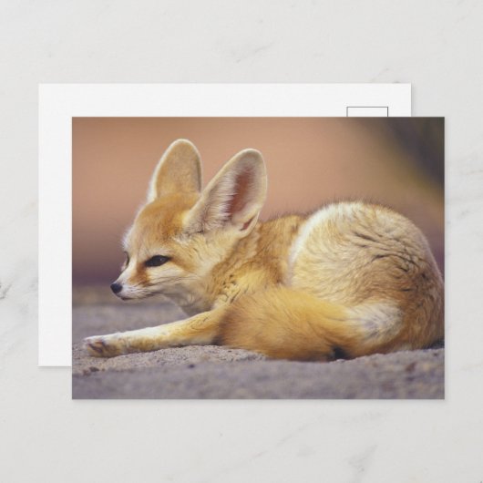 Carte Postale Afrique du Nord. Fennec Fennecus zerda) (Devant / Derrière)