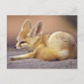 Carte Postale Afrique du Nord. Fennec Fennecus zerda) (Devant)