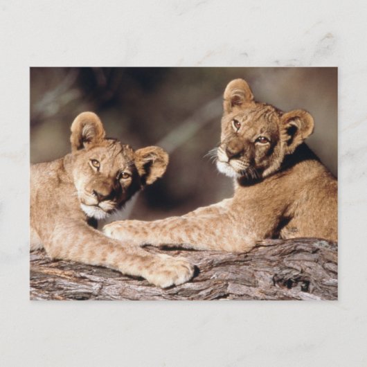 Carte Postale Afrique du Sud, lionceaux (Devant)
