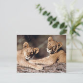 Carte Postale Afrique du Sud, lionceaux (Debout devant)