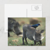 Carte Postale Afrique du Sud, Pilanesburg GR, Warthog (Devant / Derrière)