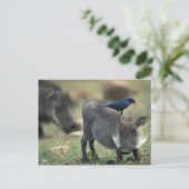 Carte Postale Afrique du Sud, Pilanesburg GR, Warthog (Debout devant)