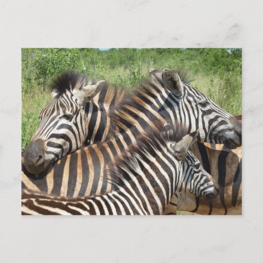 Carte Postale Afrique du Sud Zebras (Devant)