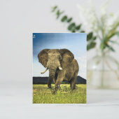 Carte Postale afrique-éléphant (Debout devant)