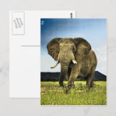 Carte Postale afrique-éléphant (Devant / Derrière)