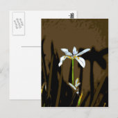Carte Postale Afrique Iris Quinzaine Lily Flower (Devant / Derrière)