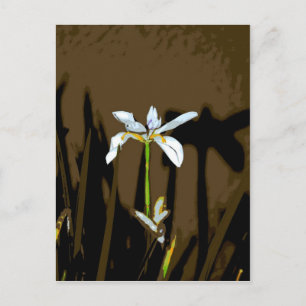 Carte Postale Afrique Iris Quinzaine Lily Flower