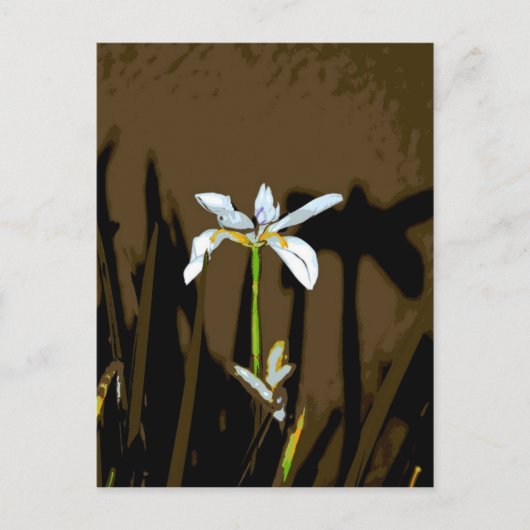 Carte Postale Afrique Iris Quinzaine Lily Flower (Devant)