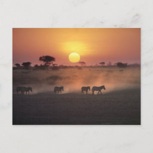 Carte Postale Afrique, Kenya, Amboseli NP. Zèbres marchent vers