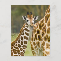 Afrique. Kenya. Girafe de Rothschild bébé