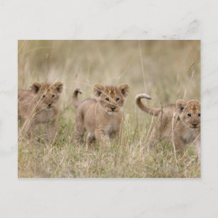 Carte Postale 'Afrique, Kenya, Masai Mara Game Reserve'
