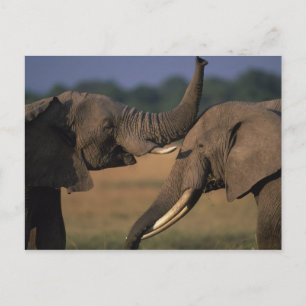 Carte Postale Afrique, Kenya, Masai Mara Game Reserve, Deux Taur
