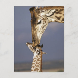 Carte Postale Afrique, Kenya, Masai Mara. Girafes (Giraffa