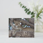 Carte Postale Afrique. Kenya. Masaï Mara. Leopard (Panthera) (Debout devant)