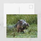 Carte Postale Afrique, Kenya, Masai Mara NR. Une mère hippo (Devant / Derrière)