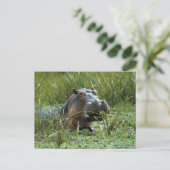 Carte Postale Afrique, Kenya, Masai Mara NR. Une mère hippo (Debout devant)