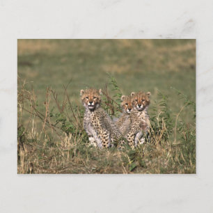 Carte Postale Afrique ; Kenya ; Masai Mara ; Trois bébés guépard