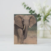 Carte Postale Afrique, Kenya, Nanyuki, Mpala. Eléphant africain. (Debout devant)