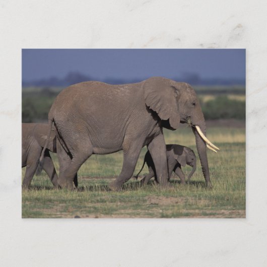 Carte Postale Afrique, Kenya, Parc national d'Amboseli. Africain (Devant)