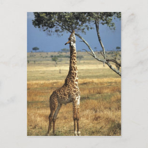 Carte Postale Afrique, Kenya, Parc national d'Amboseli. Un giraf