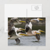 Carte Postale Afrique. Kenya. Pélicans blancs en vol au lac (Devant / Derrière)