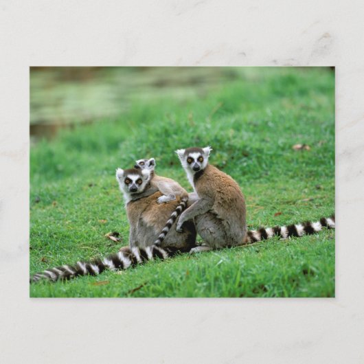 Carte Postale Afrique, Madagascar, Antananarivo, Tsimbazaza (Devant)