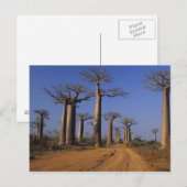 Carte Postale Afrique, Madagascar, Morondava, avenue Baobab. (Devant / Derrière)