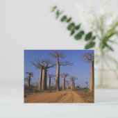 Carte Postale Afrique, Madagascar, Morondava, avenue Baobab. (Debout devant)