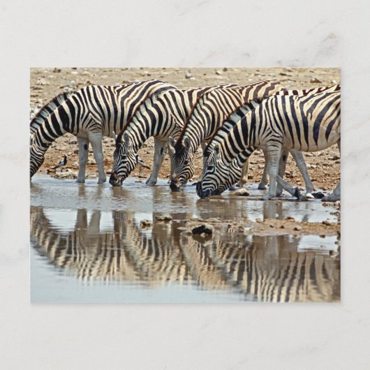 Carte Postale Afrique, Namibie, Etosha NP. Zebra de Burchell (Devant)
