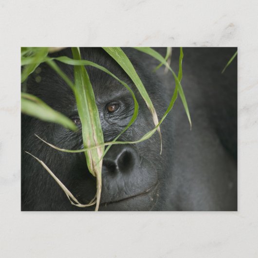 Carte Postale Afrique, Ouganda, Bwindi (Devant)